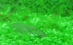 Green spot algae