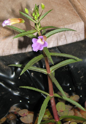 Limnophila Aromatica Flower (immersed)