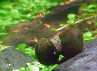 Nerite Snails - 09-05-2006