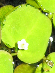 Phyllanthus Fluitans Flower - 10-11-2006